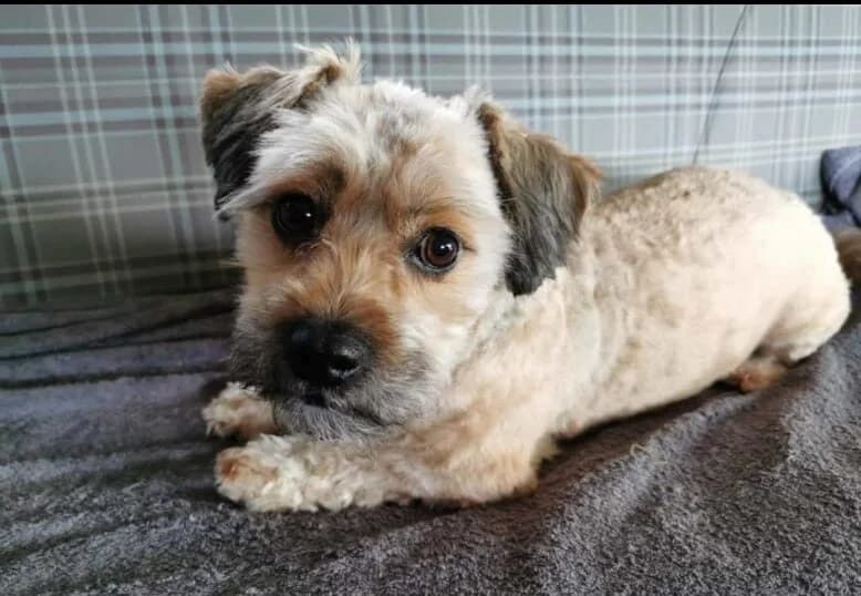 Zottel, male 7yo Mixed Breed for adoption at Ein Herz für Streuner e.V., München