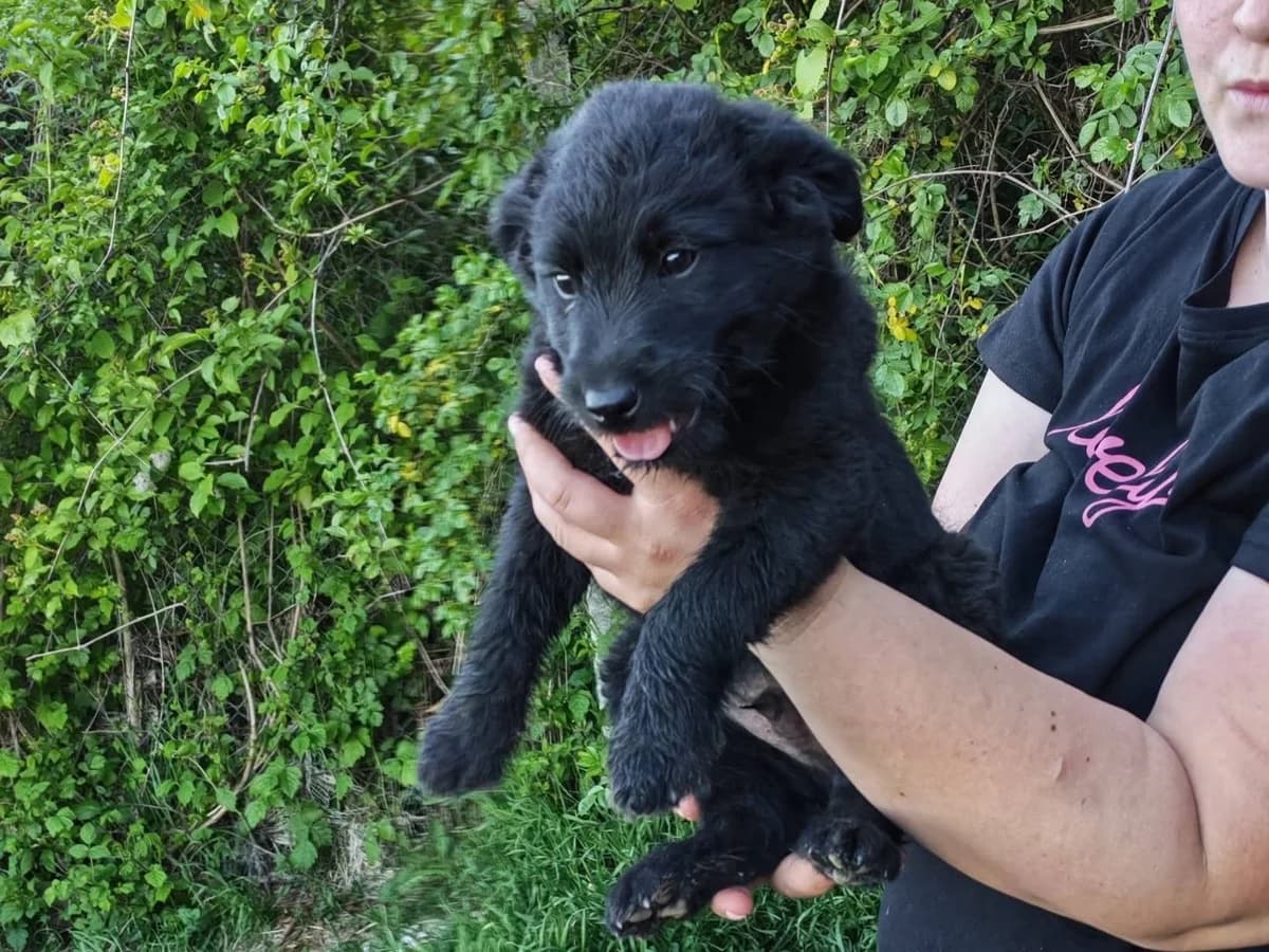 Zottl, male puppy Mixed Breed for adoption at Ein Herz für Streuner e.V., München