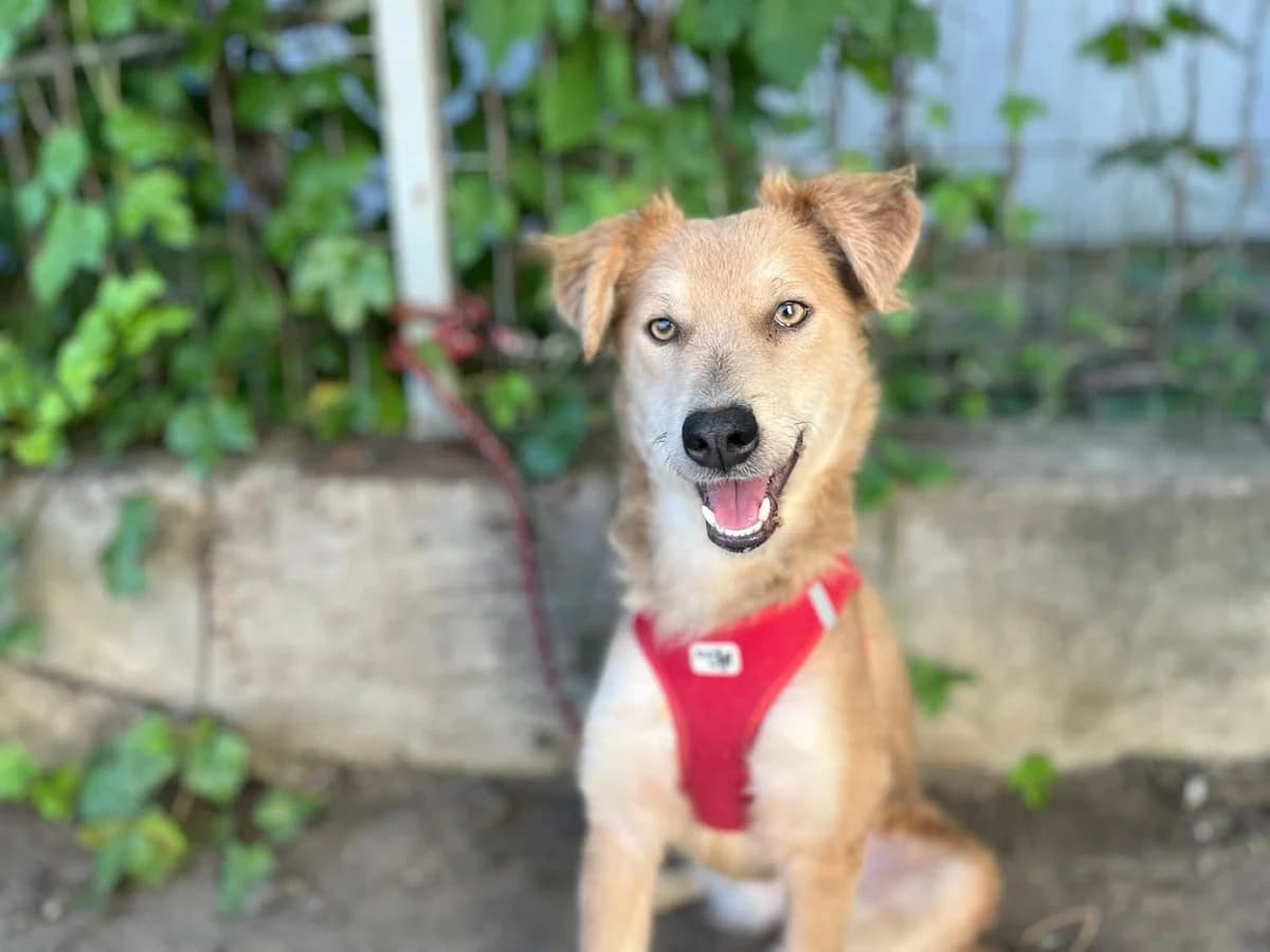 Zoya, female 3yo Mixed Breed for adoption at Ein Herz für Streuner e.V., München