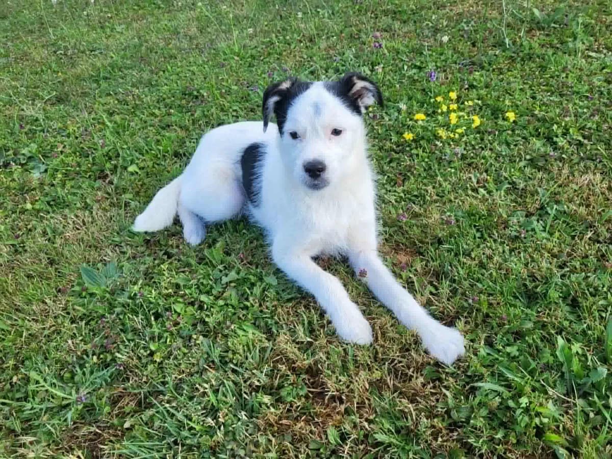 ZUCKERSÜß, weiß female puppy Mixed Breed for adoption at Ein Herz für Streuner e.V., München