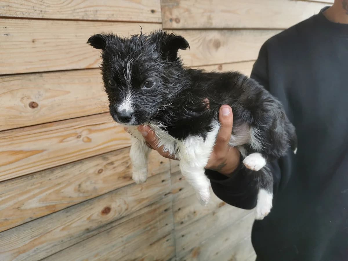 Zuko, puppy Mixed Breed for adoption at Ein Herz für Streuner e.V., München