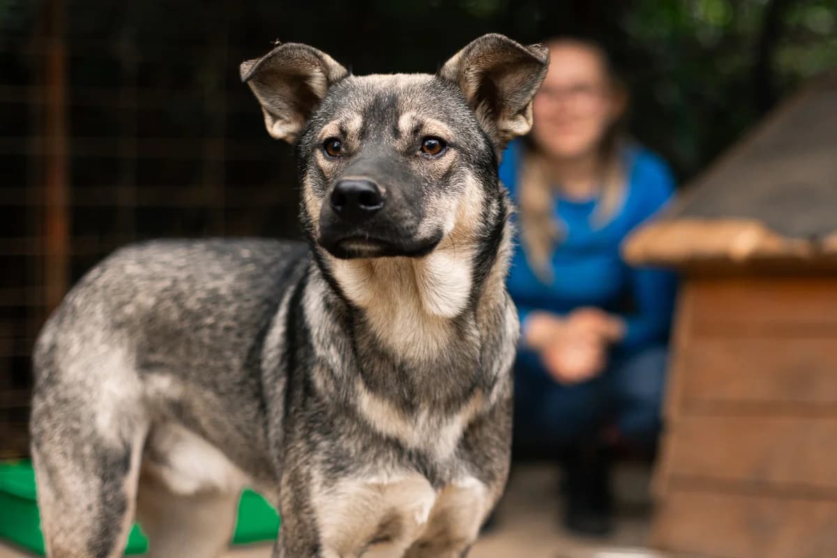 Zuko, male puppy Mixed Breed for adoption at Ein Herz für Streuner e.V., München