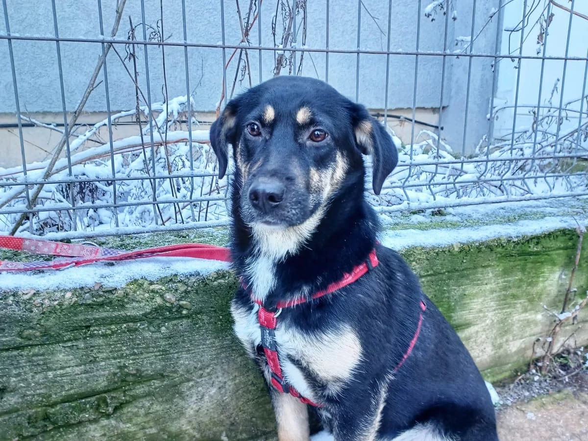 Zumera, female puppy Mixed Breed for adoption at Ein Herz für Streuner e.V., München