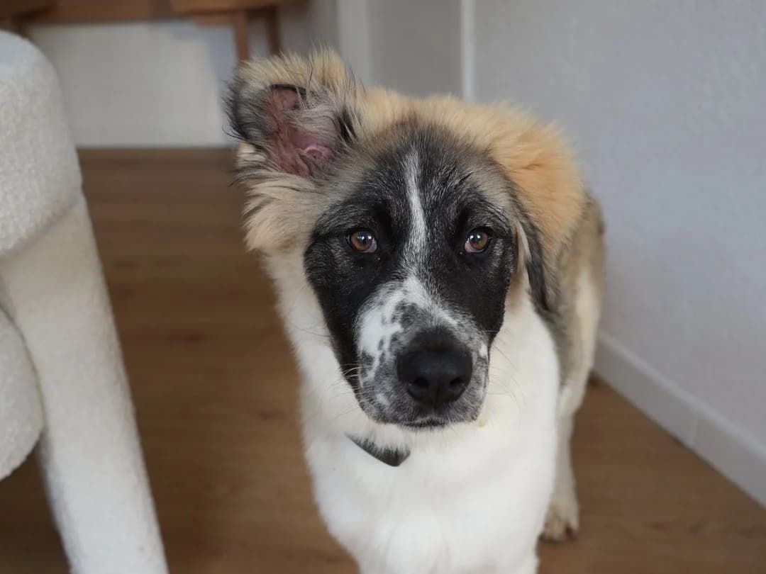 Zumi, female puppy Mixed Breed for adoption at Ein Herz für Streuner e.V., München