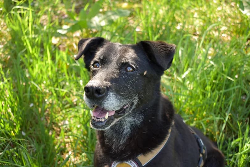 Zurly, schwarz female senior Mixed Breed for adoption at Ein Herz für Streuner e.V., München
