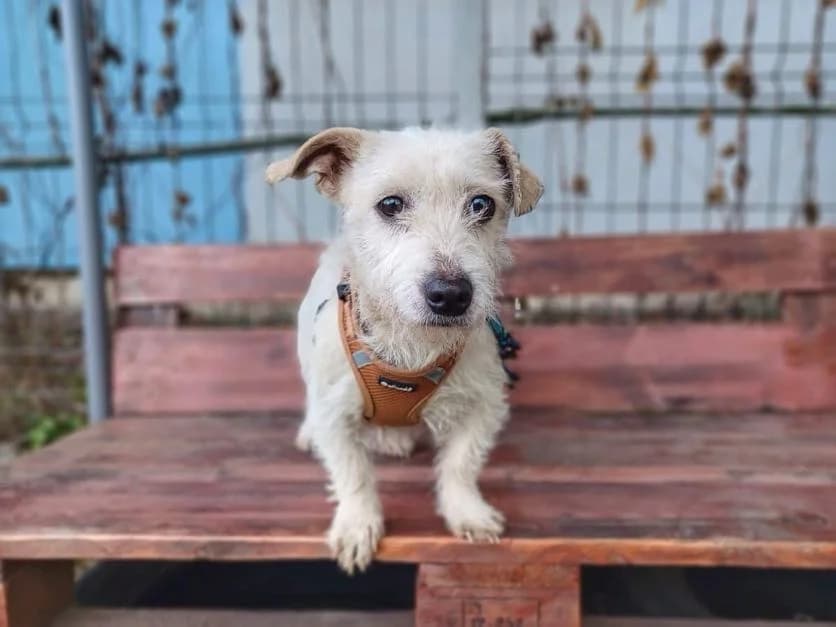 Zwergerl, weiß female 3yo Mixed Breed for adoption at Ein Herz für Streuner e.V., München