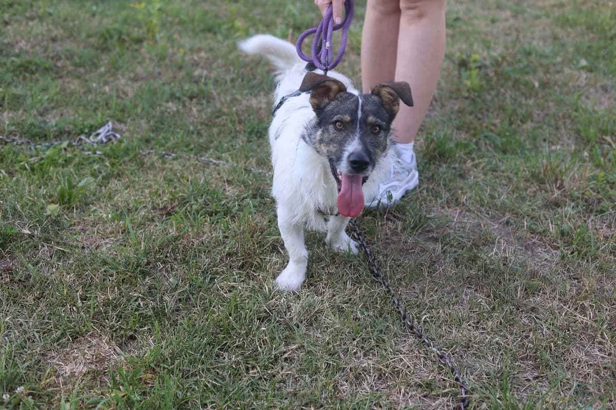 Zwiebel, female young Mixed Breed for adoption at Ein Herz für Streuner e.V., München