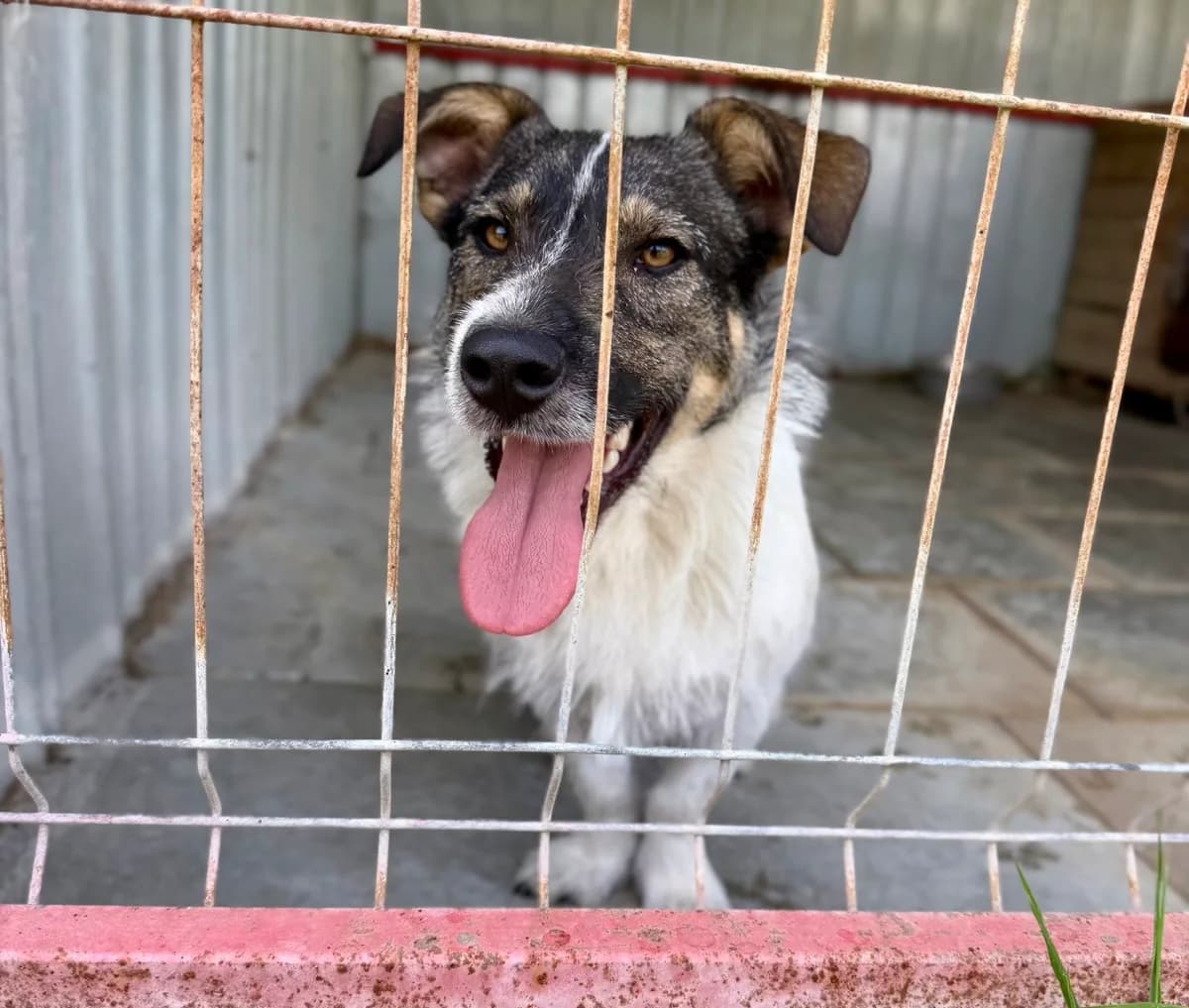 Zwiebel, male young Mixed Breed for adoption at Ein Herz für Streuner e.V., München