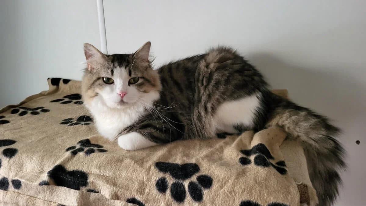 Ambar, male Mixed Breed for adoption at Tierrechtsorganisation Einhorn e.V.