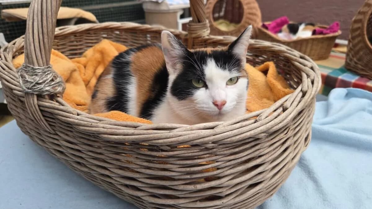 Elly, female Mixed Breed for adoption at Tierrechtsorganisation Einhorn e.V.