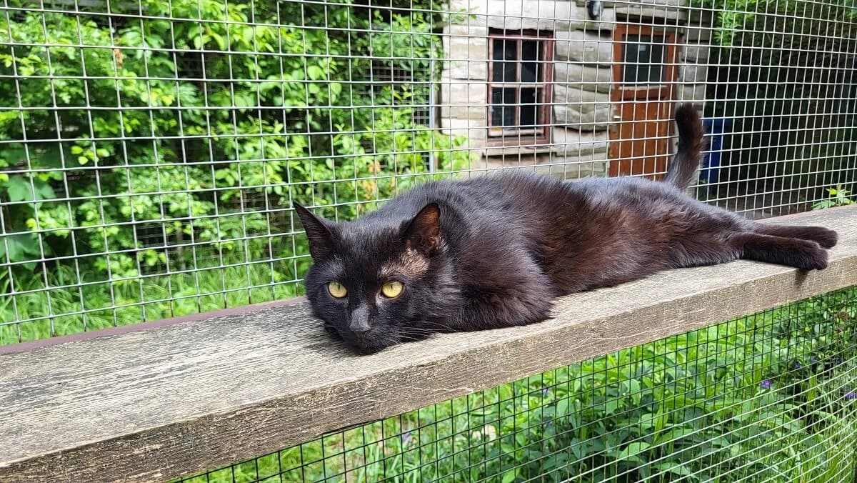 Freddy, male Mixed Breed for adoption at Tierrechtsorganisation Einhorn e.V.