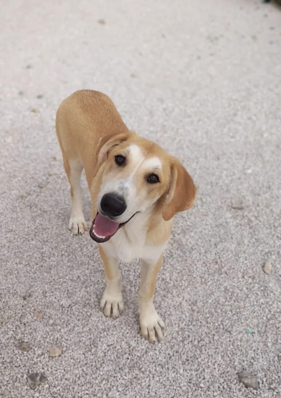 Mila, hellbraun-weiร female puppy Mixed Breed for adoption at Einsame Pfoten Zadar e.V., Niederdreisbach