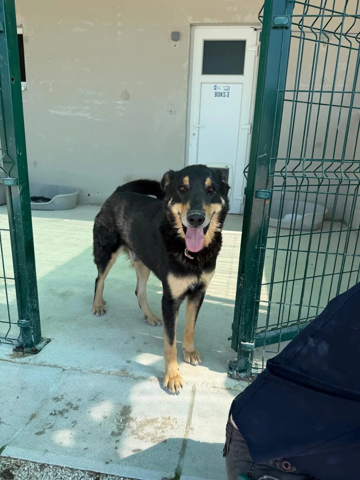 Lucky, schwarz-braun-weiß male 5yo Mixed Breed for adoption at Einsame Pfoten Zadar e.V., Niederdreisbach