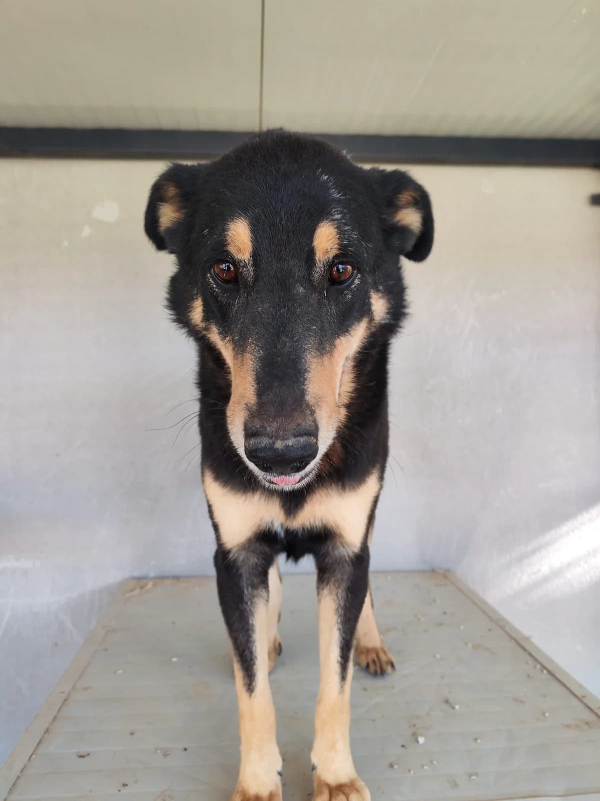 Lucky, schwarz-braun-weiß male 5yo Mixed Breed for adoption at Einsame Pfoten Zadar e.V., Niederdreisbach
