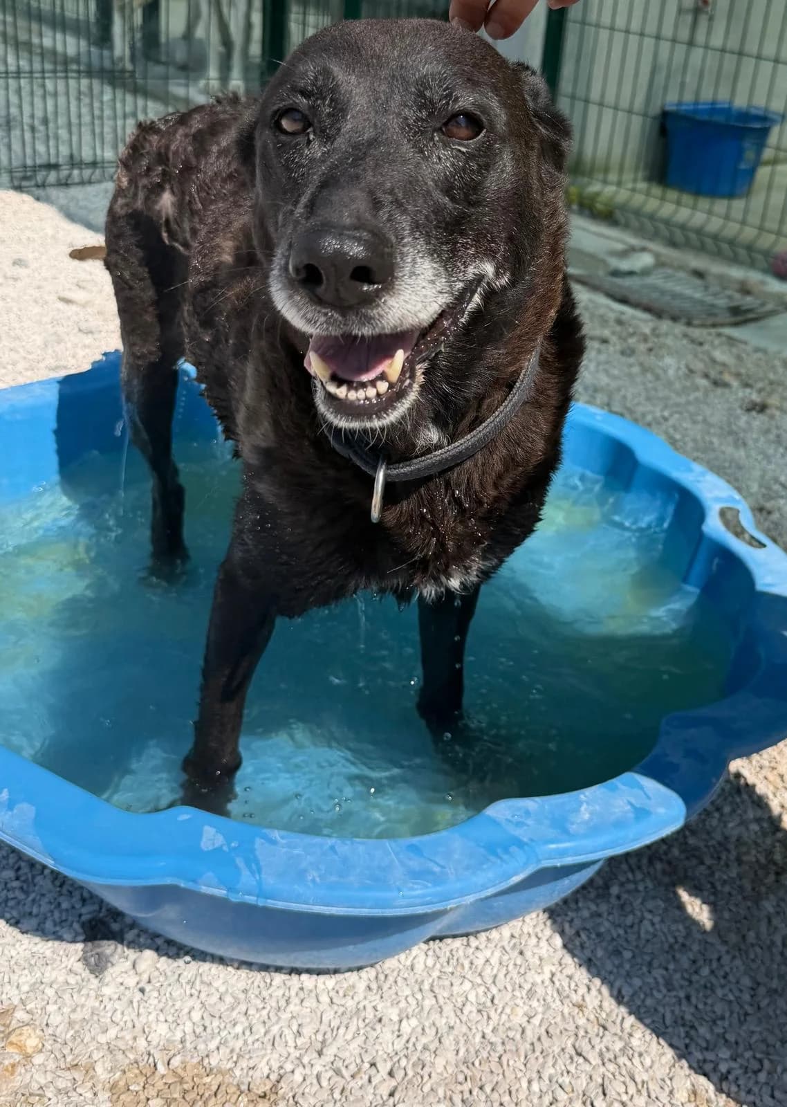 Nona, schwarz female 7yo Mixed Breed for adoption at Einsame Pfoten Zadar e.V., Niederdreisbach