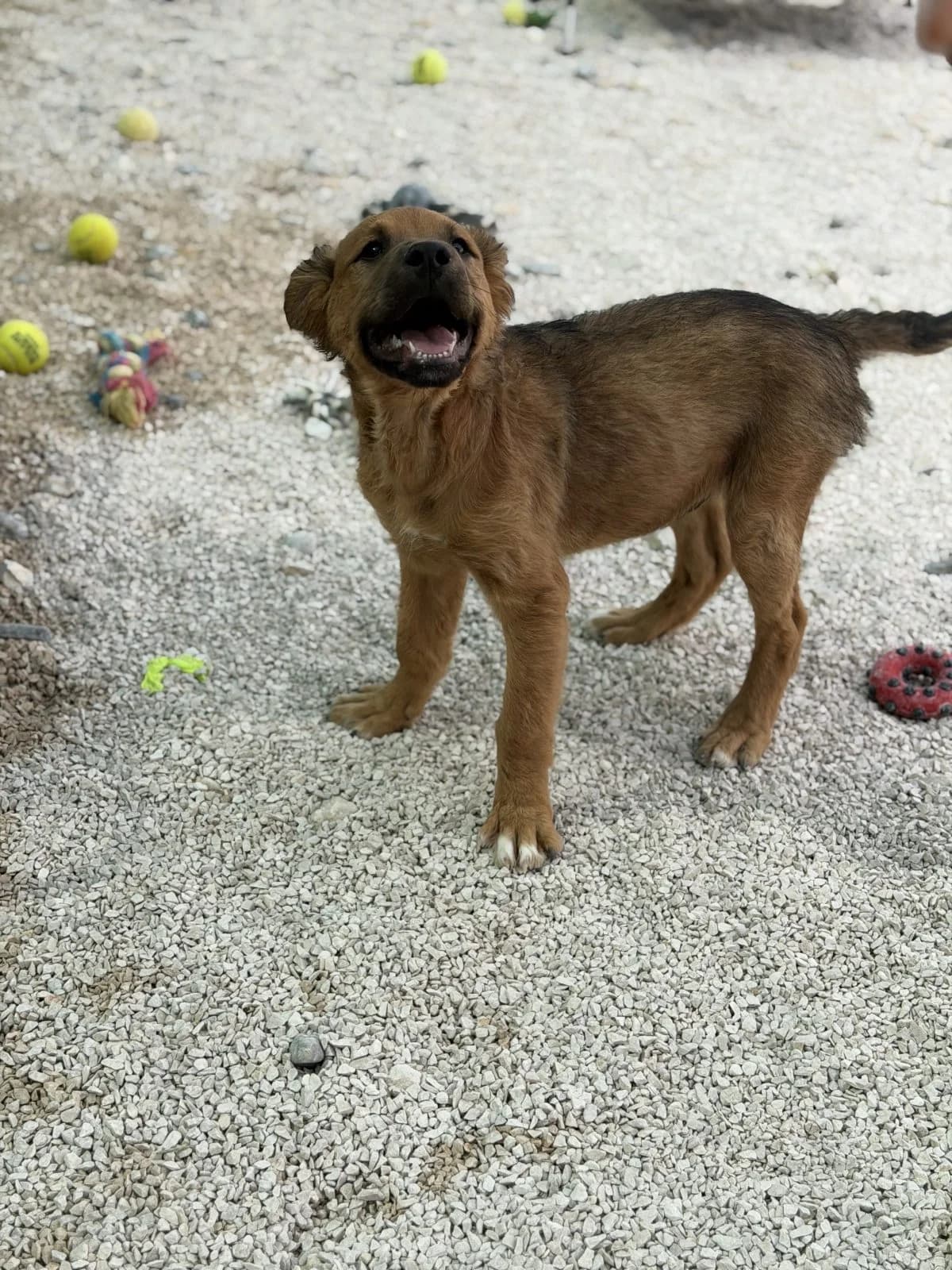 Clyde, braun-schwarz male puppy Mixed Breed for adoption at Einsame Pfoten Zadar e.V., Niederdreisbach