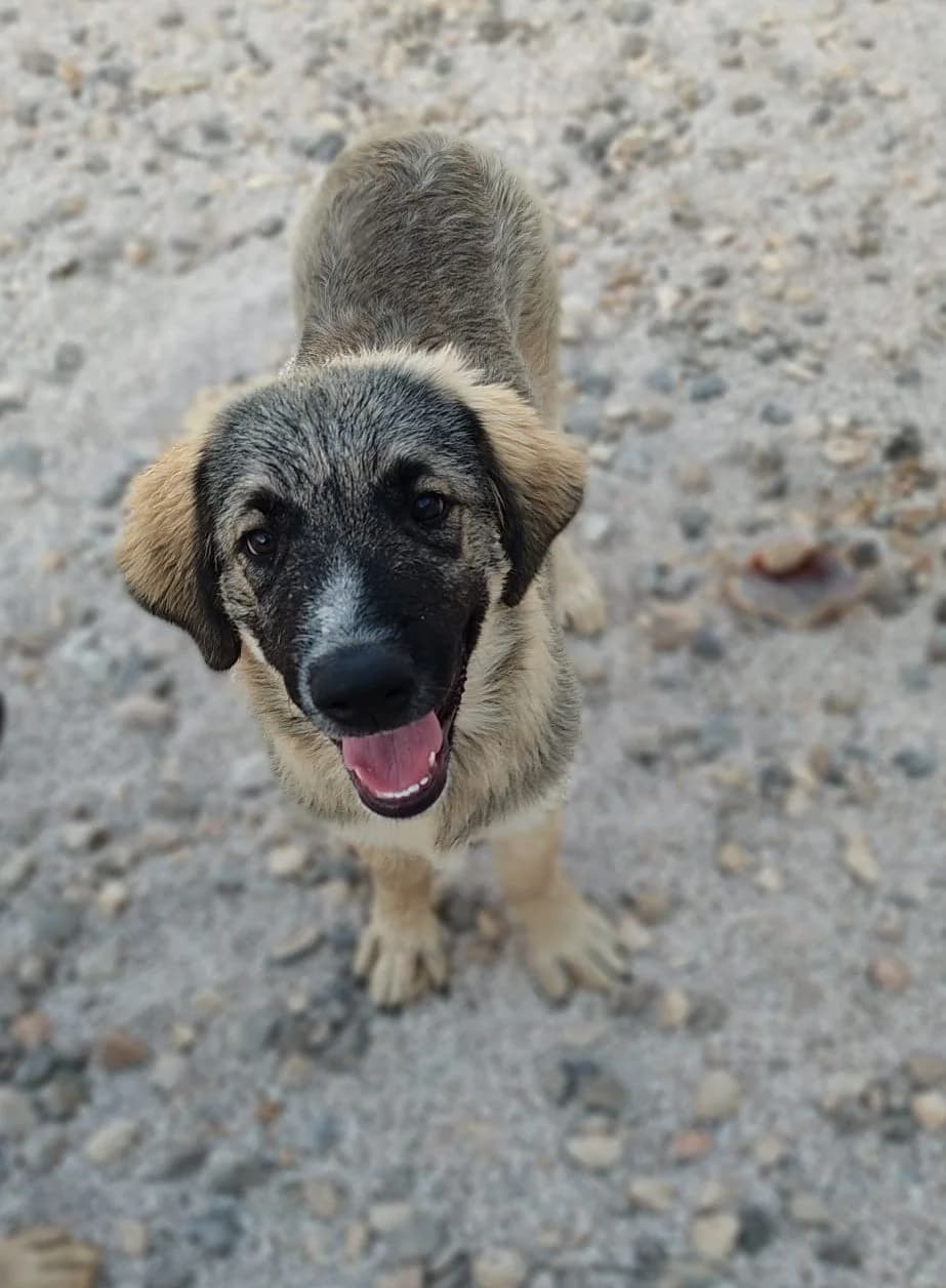 Maro, multicolor male puppy Mixed Breed for adoption at Einsame Pfoten Zadar e.V., Niederdreisbach