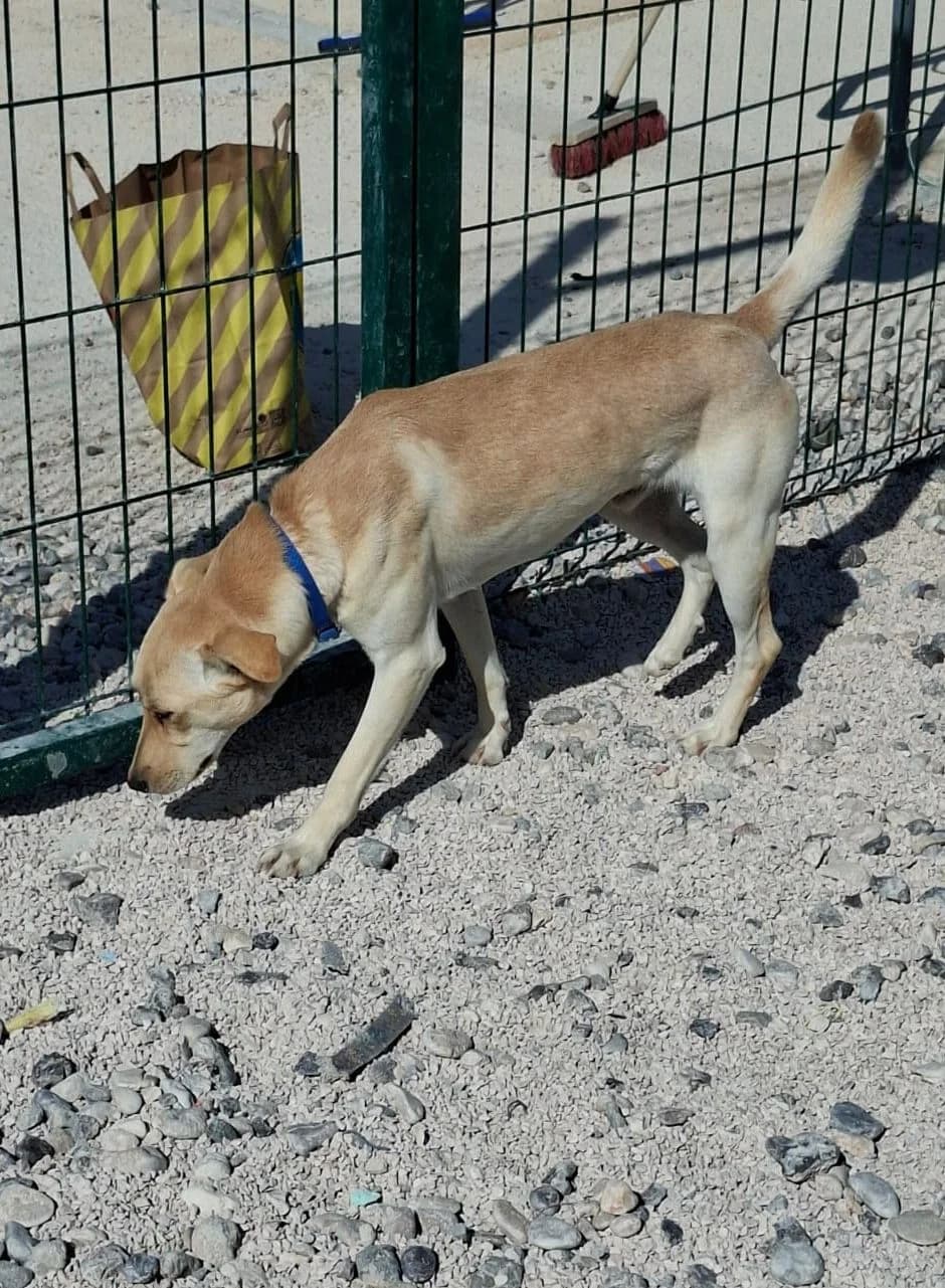 Zeus, Hellbraun-weiß male puppy Mixed Breed for adoption at Einsame Pfoten Zadar e.V., Niederdreisbach