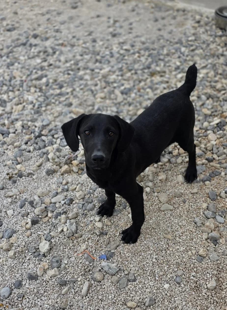 Kate, schwarz female puppy Mixed Breed for adoption at Einsame Pfoten Zadar e.V., Niederdreisbach
