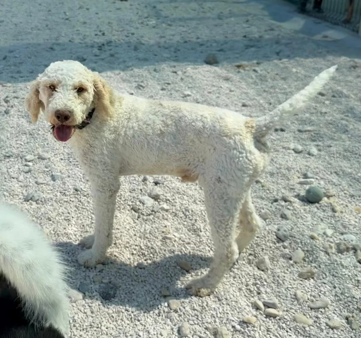 Toby, creme male 4yo Lagotto Romagnolo for adoption at Einsame Pfoten Zadar e.V., Niederdreisbach