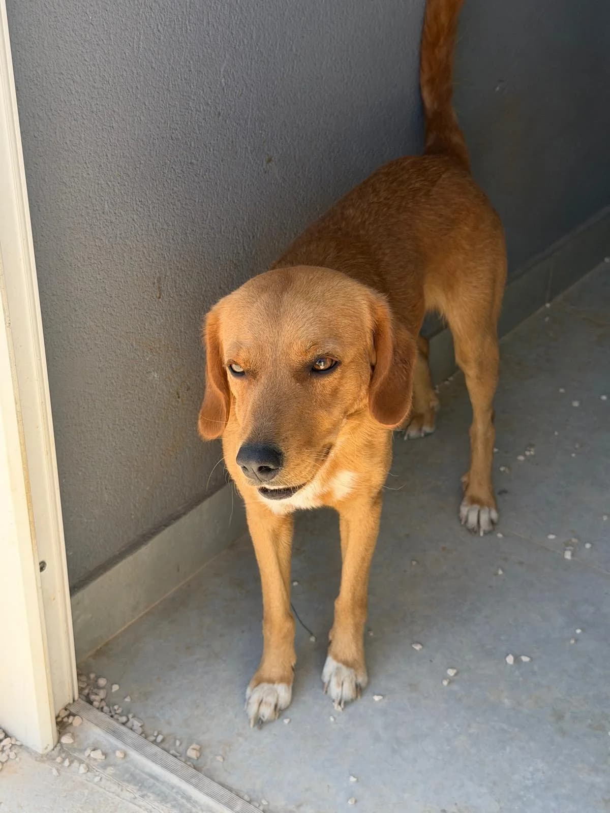 Karamelo, braun-weiß male young Mixed Breed for adoption at Einsame Pfoten Zadar e.V., Niederdreisbach