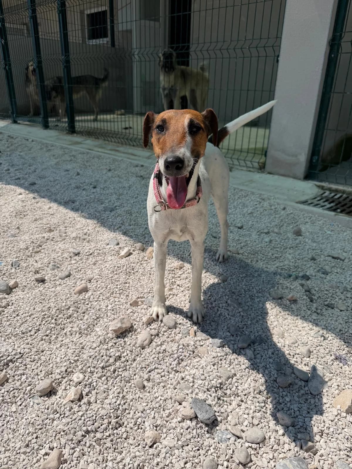Foxi, weiß-braun male 3yo Mixed Breed for adoption at Einsame Pfoten Zadar e.V., Niederdreisbach