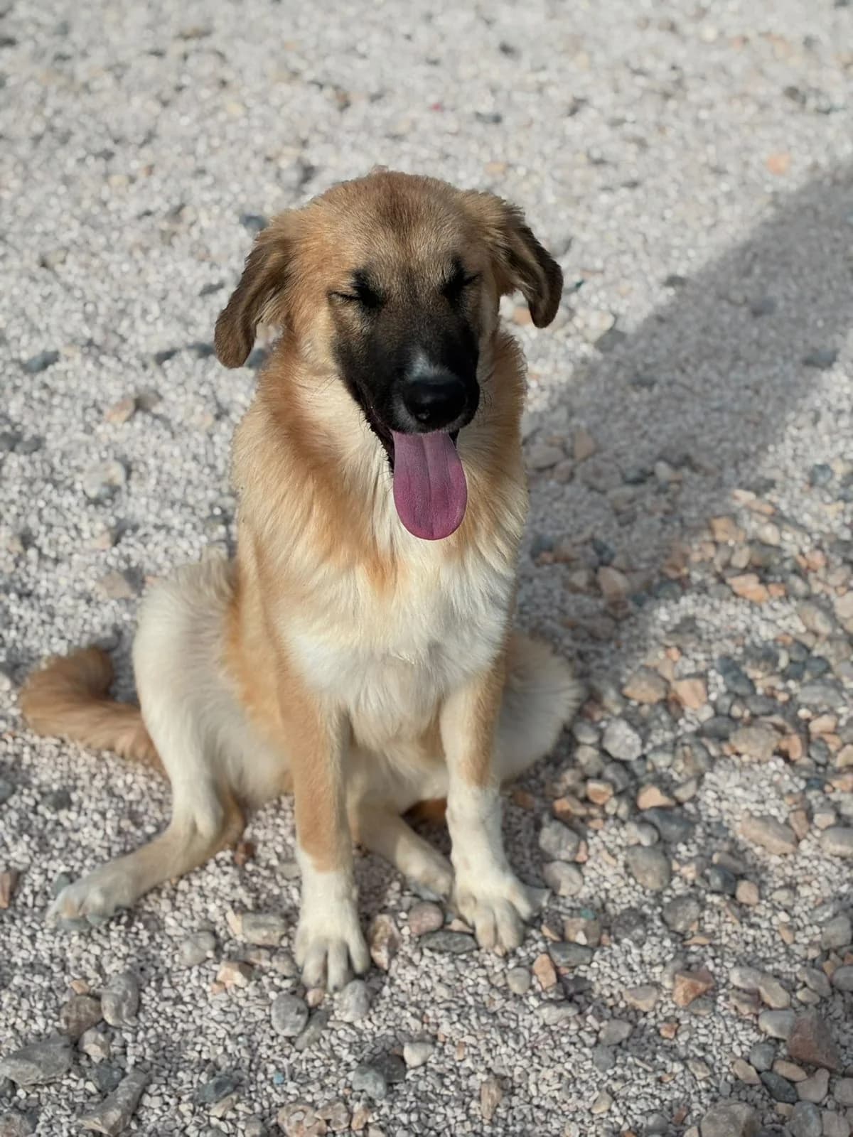 Mona, hellbraun-weiร female puppy Mixed Breed for adoption at Einsame Pfoten Zadar e.V., Niederdreisbach