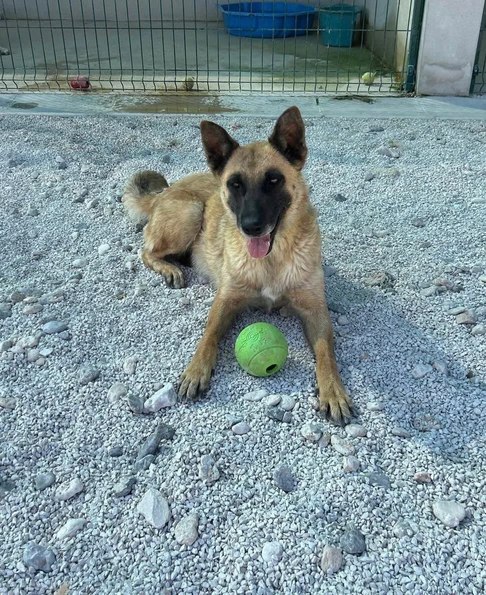 Madeline, braun-schwarz female 4yo Mixed Breed for adoption at Einsame Pfoten Zadar e.V., Niederdreisbach