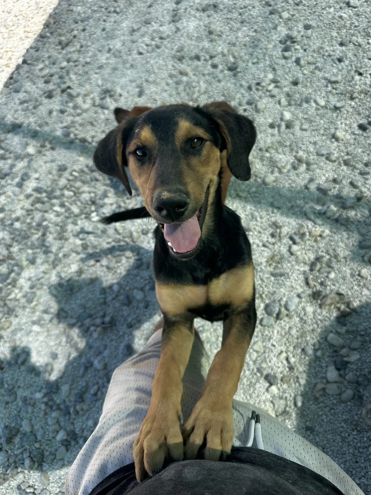 Zoltan, schwarz-braun male puppy Mixed Breed for adoption at Einsame Pfoten Zadar e.V., Niederdreisbach