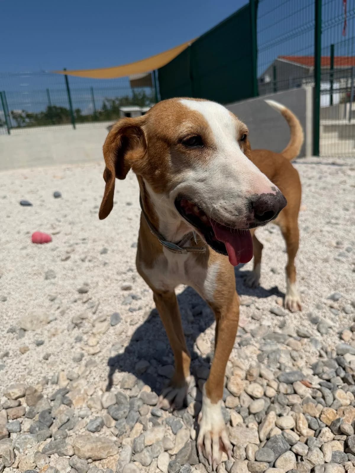 Nika, braun-weiß female 6yo Mixed Breed for adoption at Einsame Pfoten Zadar e.V., Niederdreisbach