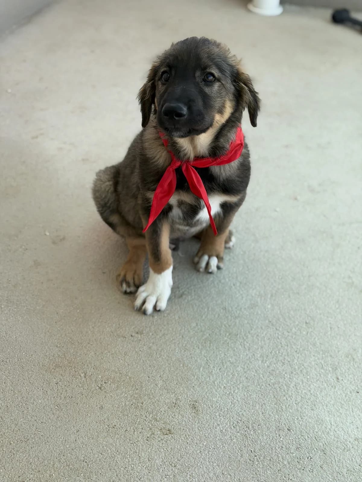 Zen, schwarz-braun-weiß male puppy Mixed Breed for adoption at Einsame Pfoten Zadar e.V., Niederdreisbach