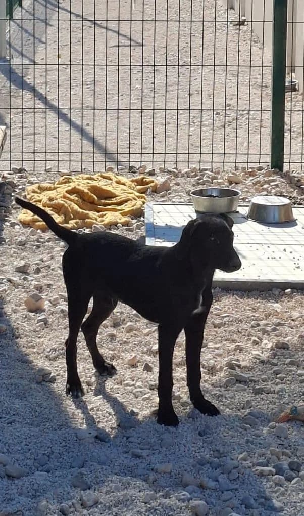 Boki, schwarz male puppy Mixed Breed for adoption at Einsame Pfoten Zadar e.V., Niederdreisbach