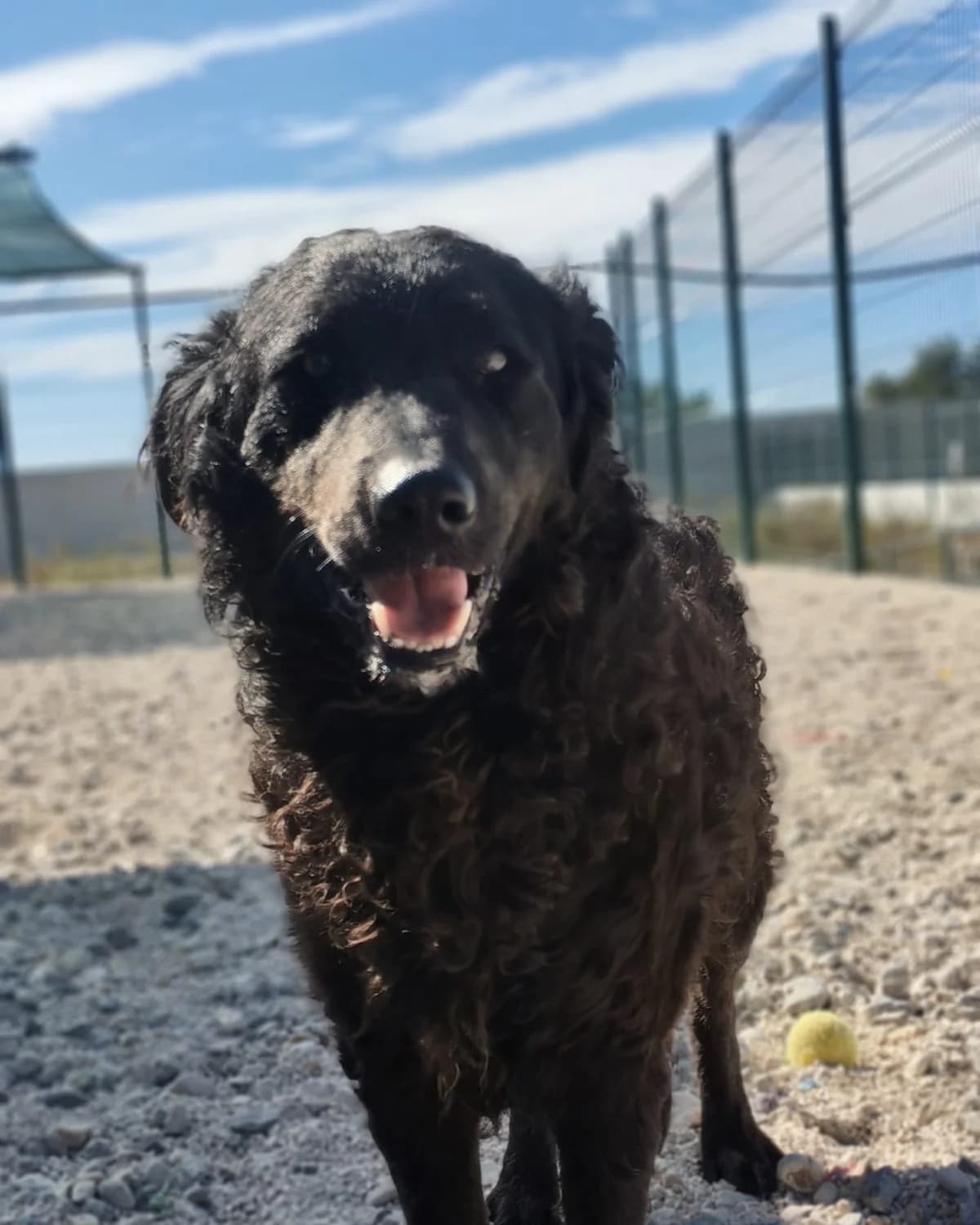 Dragan, schwarz male 4yo Mixed Breed for adoption at Einsame Pfoten Zadar e.V., Niederdreisbach