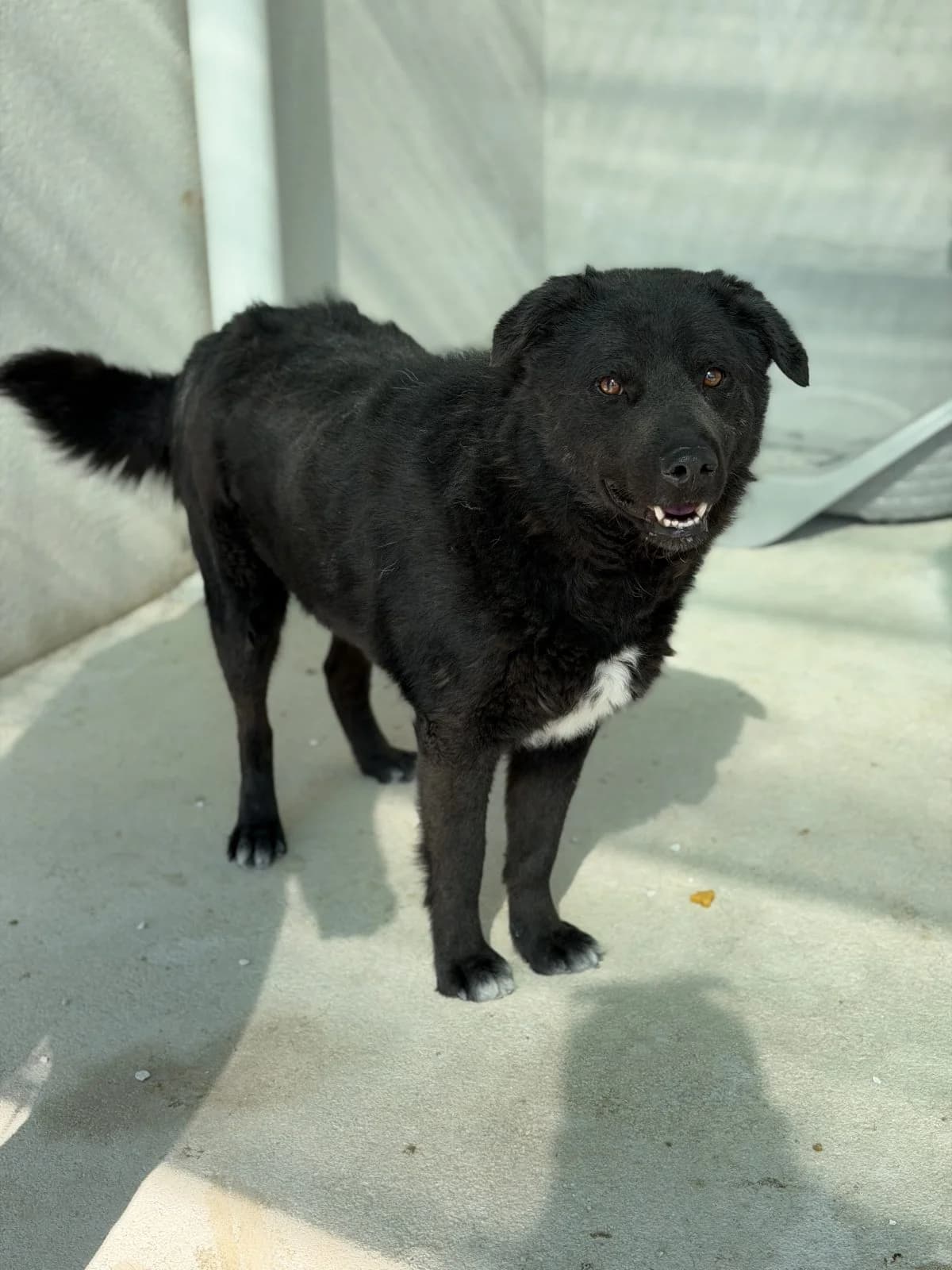 Uno, schwarz-weiß male young Mixed Breed for adoption at Einsame Pfoten Zadar e.V., Niederdreisbach