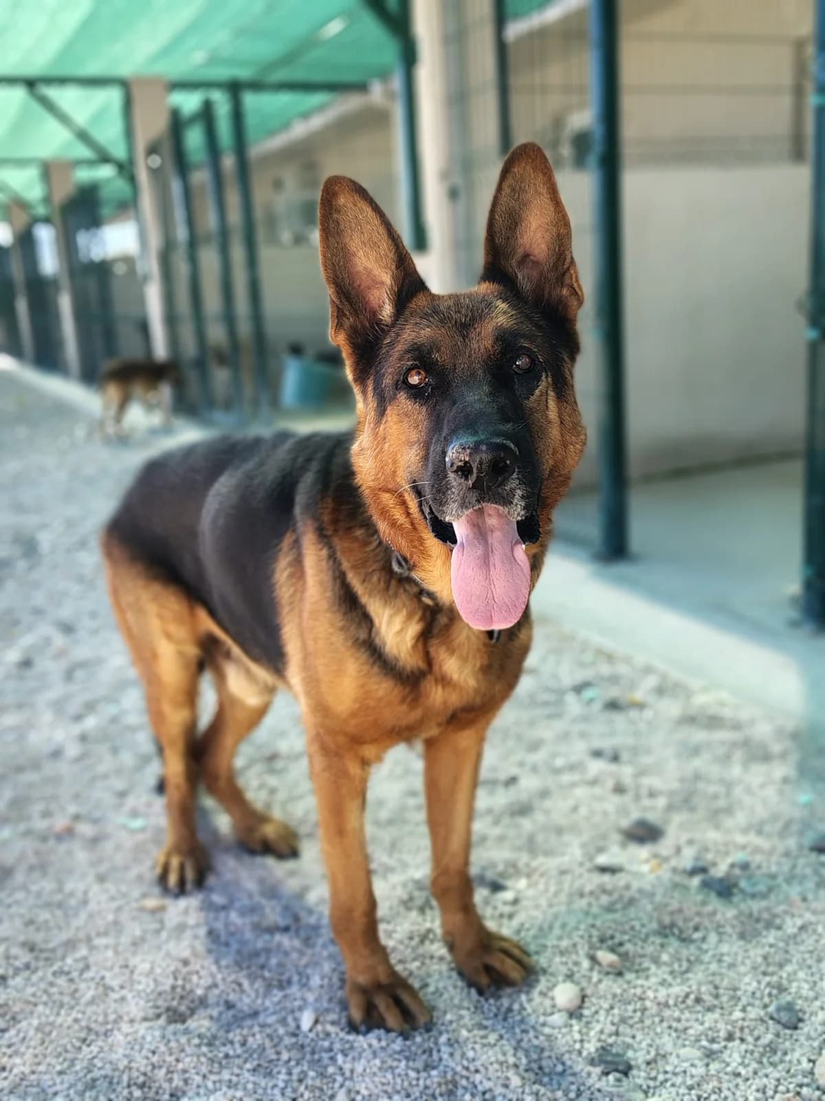 Rex, schwarz-braun male senior German Shepherd for adoption at Einsame Pfoten Zadar e.V., Niederdreisbach