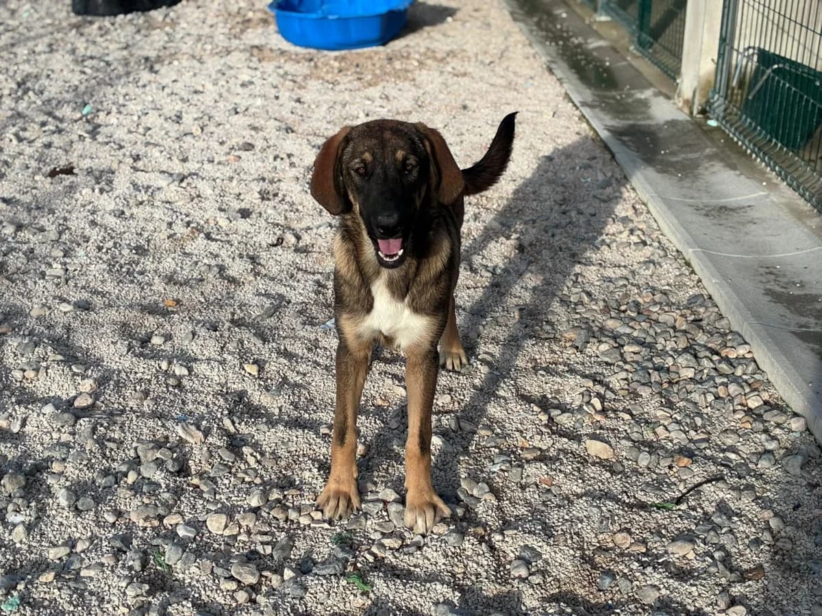Meli, braun female puppy Mixed Breed for adoption at Einsame Pfoten Zadar e.V., Niederdreisbach