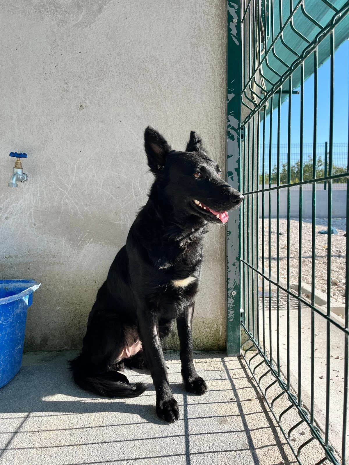 Jaga, schwarz female young Mixed Breed for adoption at Einsame Pfoten Zadar e.V., Niederdreisbach