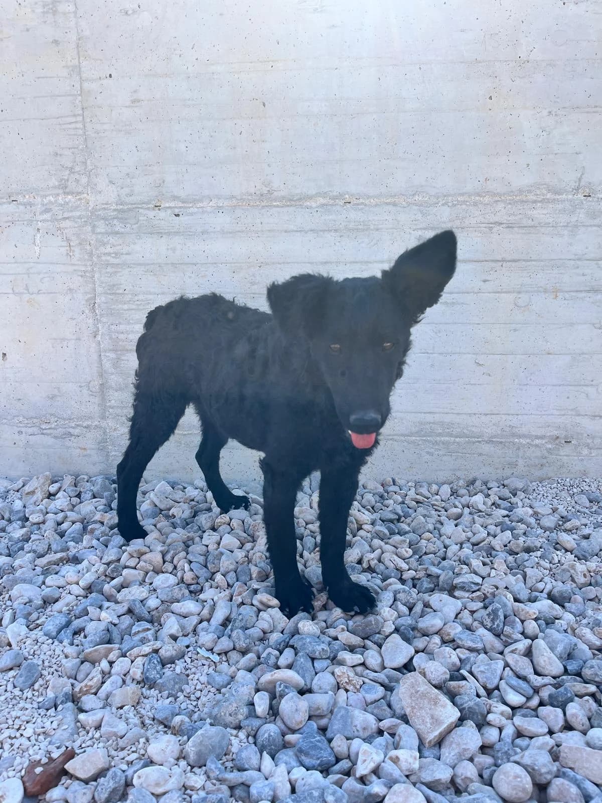 Dobby, schwarz female puppy Mixed Breed for adoption at Einsame Pfoten Zadar e.V., Niederdreisbach