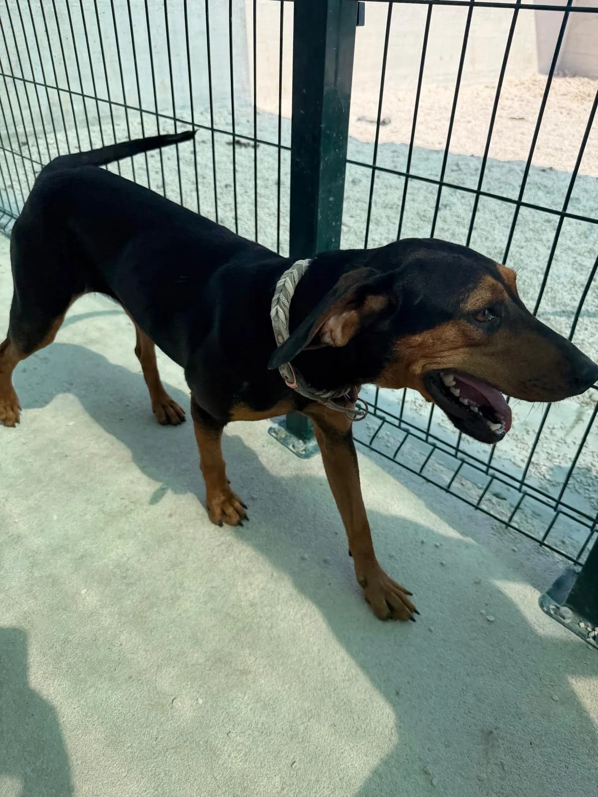 Rea, schwarz-braun female young Mixed Breed for adoption at Einsame Pfoten Zadar e.V., Niederdreisbach
