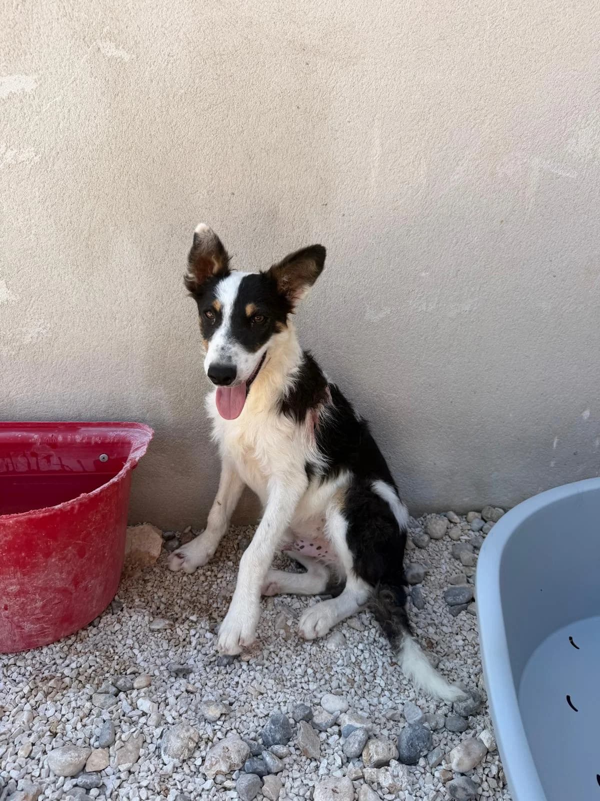 Tito, schwarz-weiß-braun male puppy Mixed Breed for adoption at Einsame Pfoten Zadar e.V., Niederdreisbach