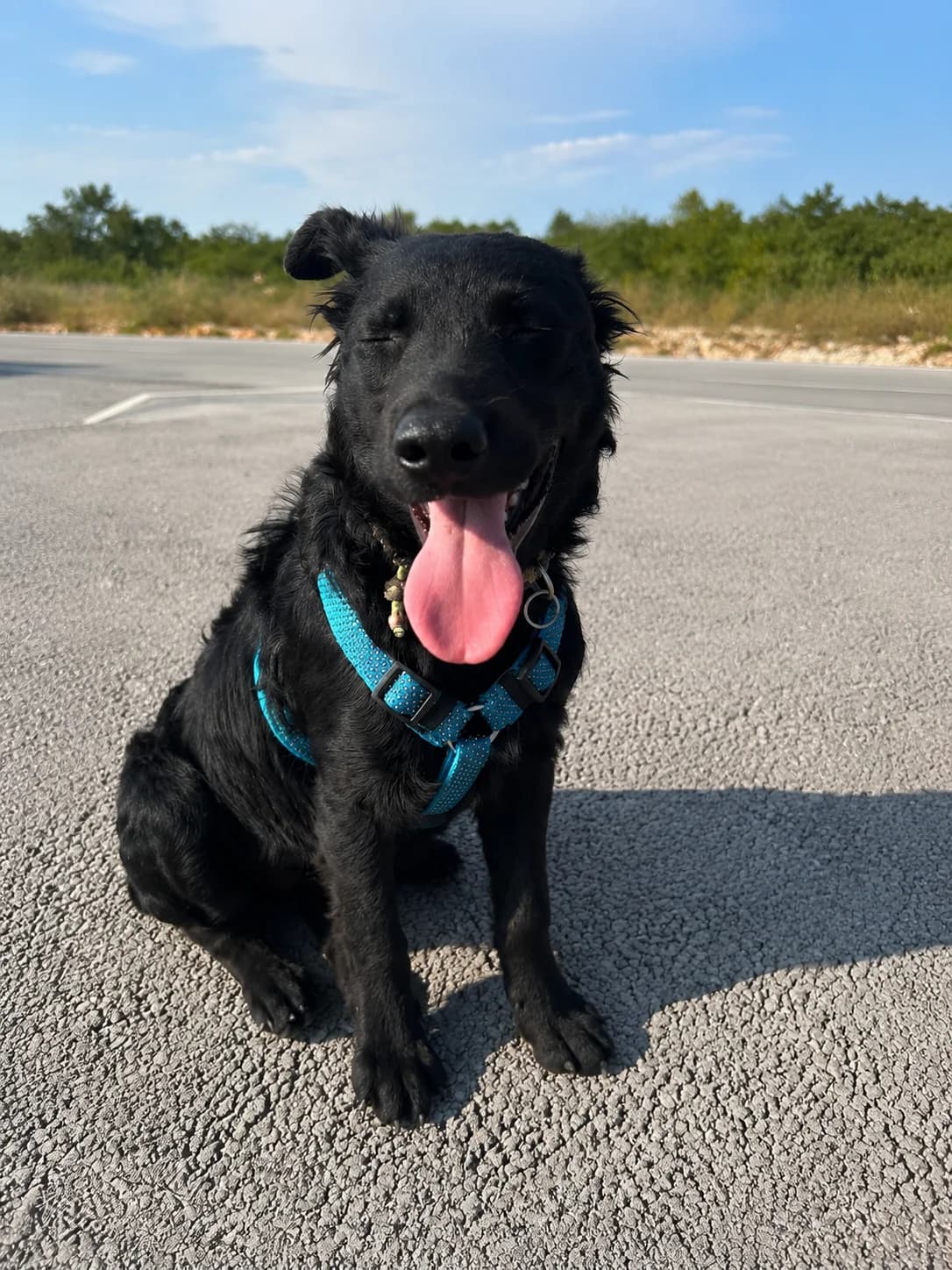 Lisa, schwarz female puppy Mixed Breed for adoption at Einsame Pfoten Zadar e.V., Niederdreisbach