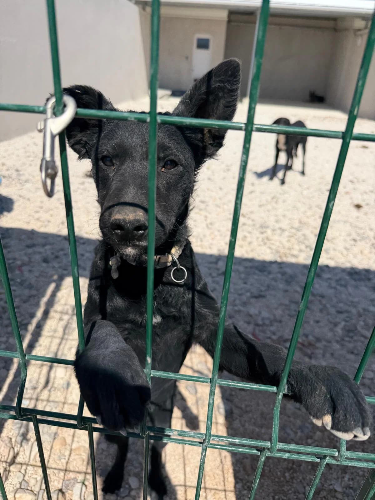 Lisa, schwarz female puppy Mixed Breed for adoption at Einsame Pfoten Zadar e.V., Niederdreisbach