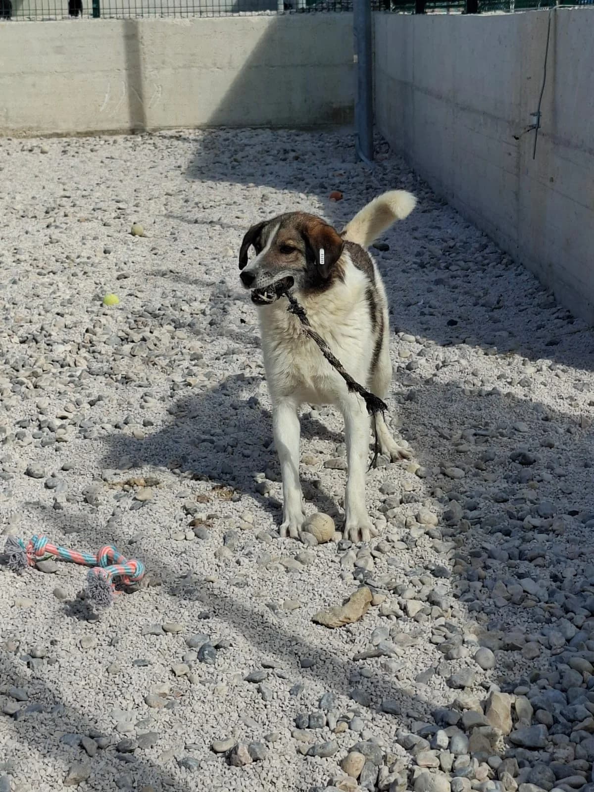 Eddy, weiß-braun male 6yo Mixed Breed for adoption at Einsame Pfoten Zadar e.V., Niederdreisbach