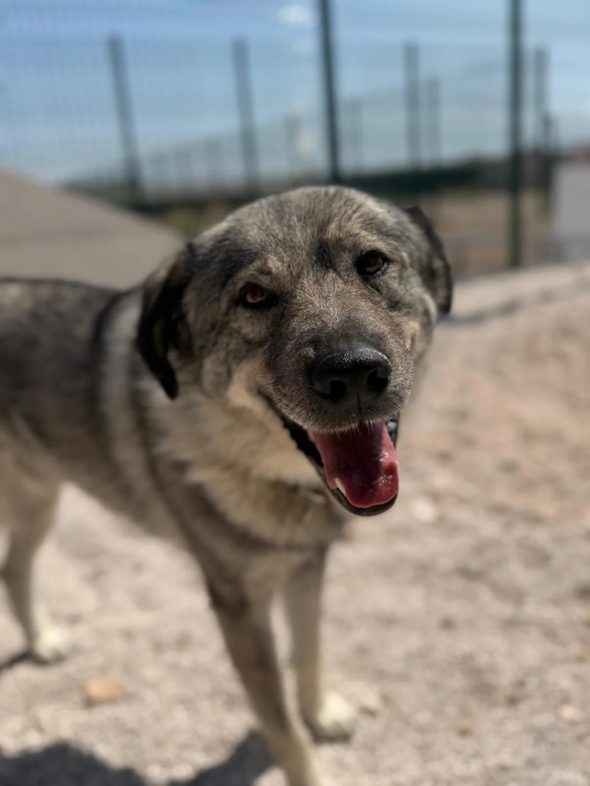 Robin, Grau-hellgrau male 3yo Mixed Breed for adoption at Einsame Pfoten Zadar e.V., Niederdreisbach