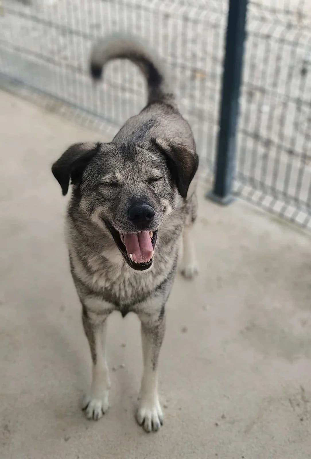 Robin, Grau-hellgrau male 4yo Mixed Breed for adoption at Einsame Pfoten Zadar e.V., Niederdreisbach