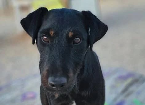 Axl, schwarz-hellbraun male 5yo Mixed Breed for adoption at Einsame Pfoten Zadar e.V., Niederdreisbach