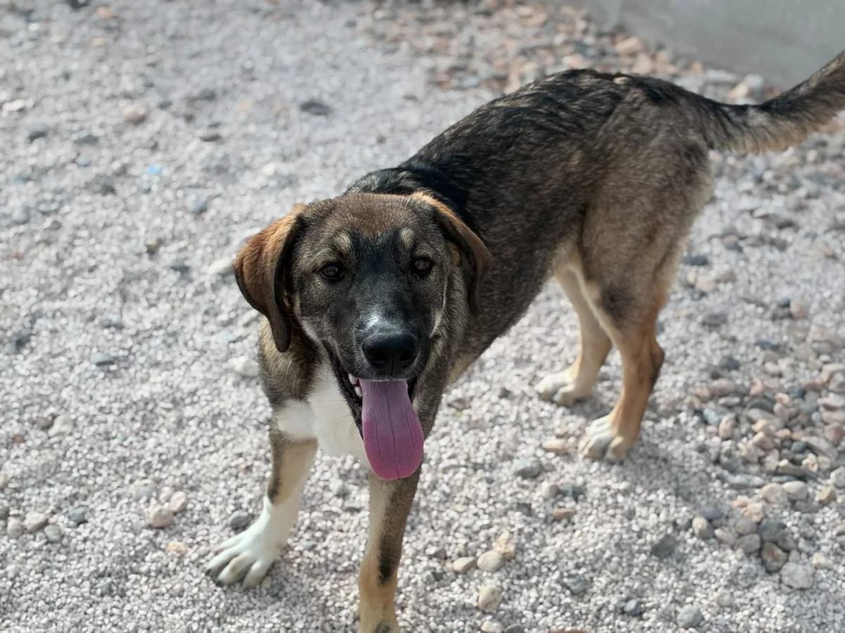 Mara, Tricolor female puppy Mixed Breed for adoption at Einsame Pfoten Zadar e.V., Niederdreisbach