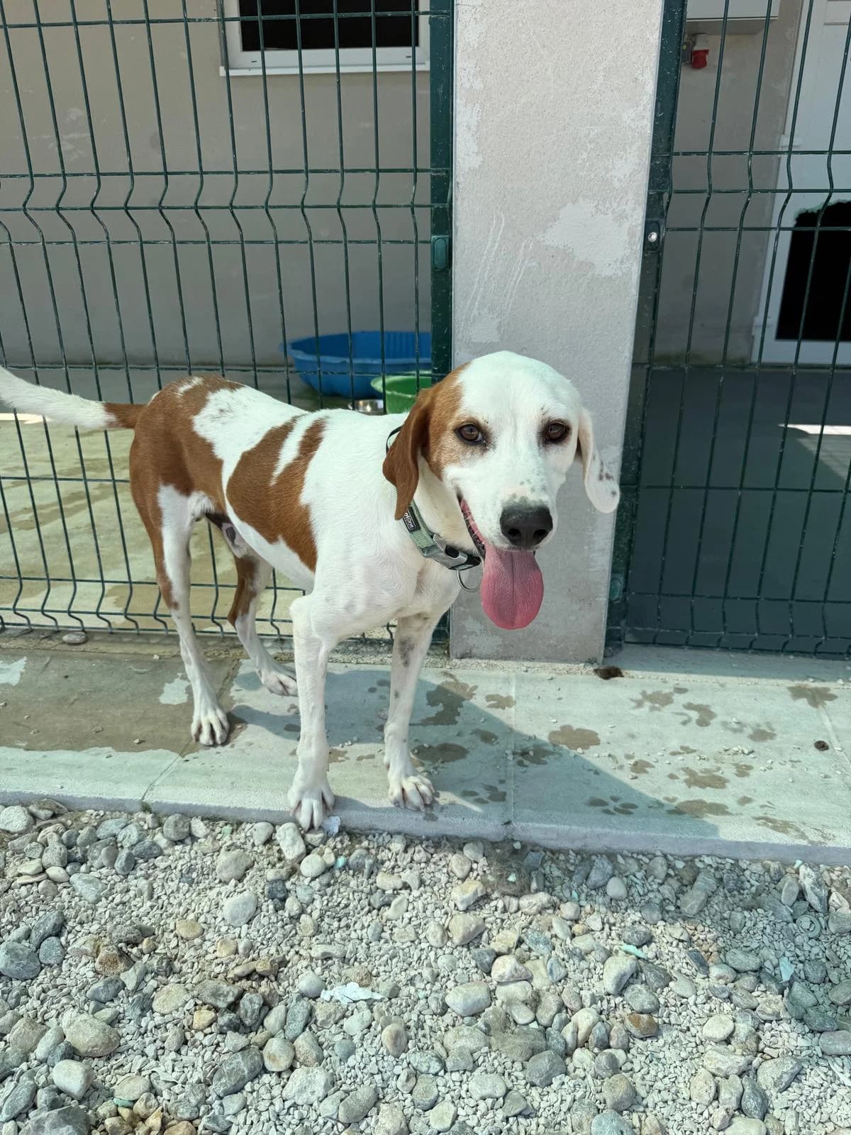 Bigy, hellbraun-weiß male 3yo Mixed Breed for adoption at Einsame Pfoten Zadar e.V., Niederdreisbach