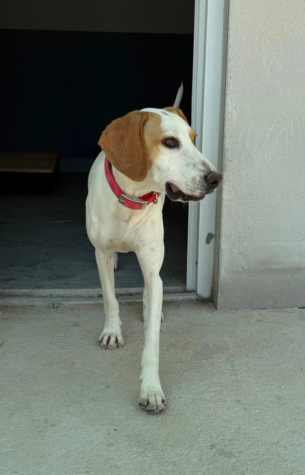 Sunny (Bina), weiß-hellbraun female young Mixed Breed for adoption at Einsame Pfoten Zadar e.V., Niederdreisbach
