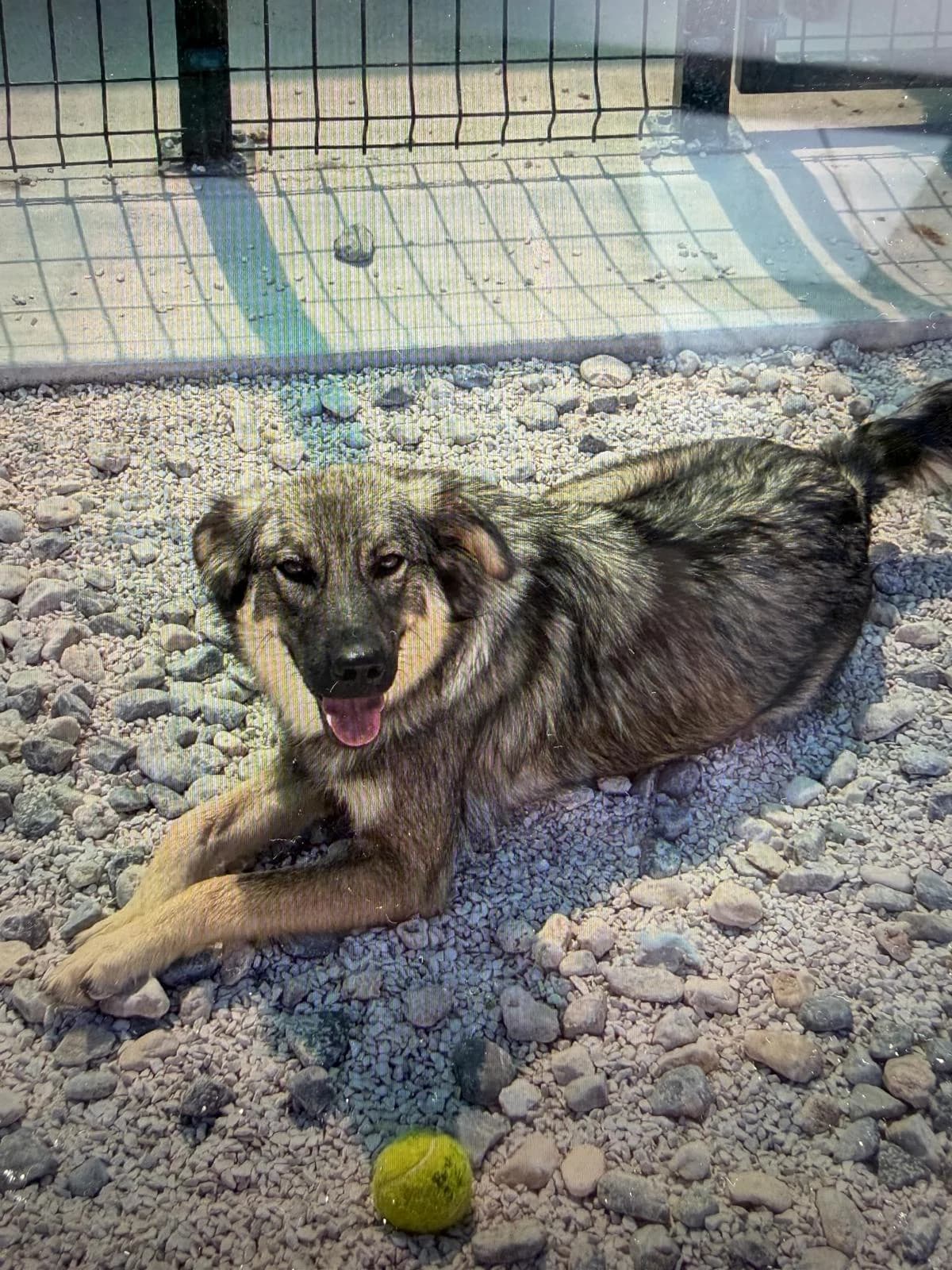 Zita, grau-braun female young Mixed Breed for adoption at Einsame Pfoten Zadar e.V., Niederdreisbach